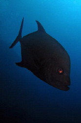 Looks a demonic Black Jack up close and personal.  Shot w... by Juan Torres 